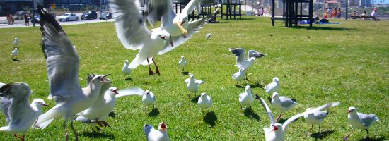 Teenagers are like seagulls